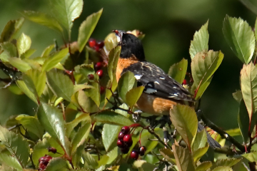 Black-headed Grosbeak