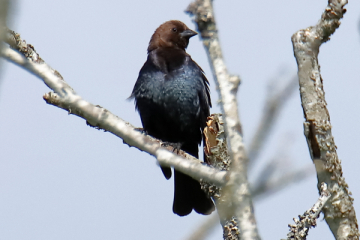 Brown-headed cowbird