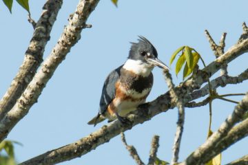 Belted Kingfisher