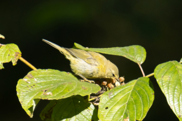 Ruby-crowned Kinglet