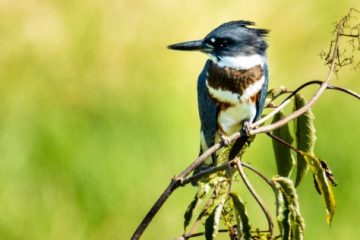 Belted Kingfisher