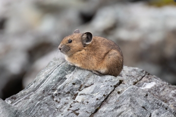 Pika
