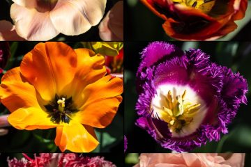 Tulips-scaled