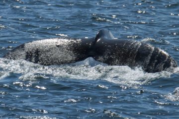 Whale watching in Salish Sea