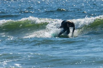Surfing in Tofino