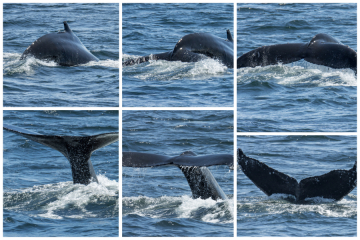 Whale watching in Salish Sea