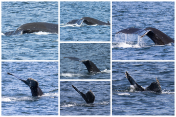 Whale watching in Salish Sea