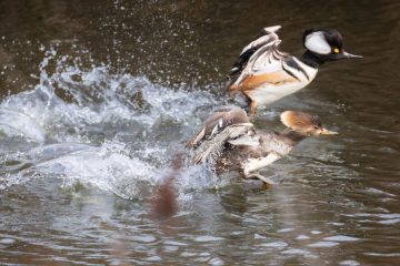 Hooded Merganser
