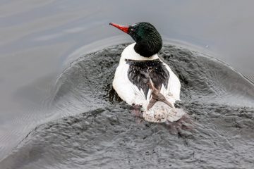 Common Merganser - male