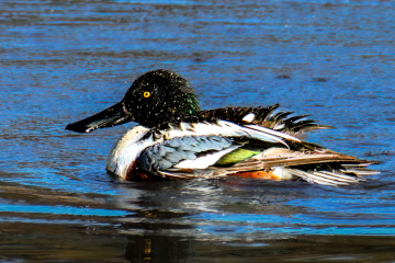 Northern Shoveler