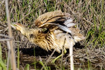 American Bittern
