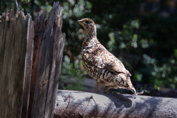 Ruffed Grouse