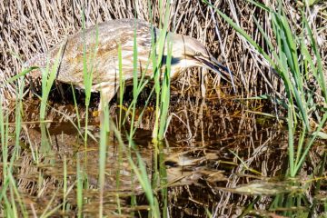 American Bittern