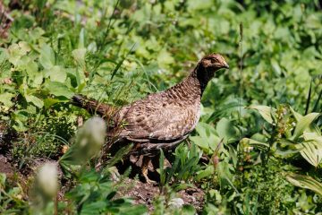Ruffed Grouse