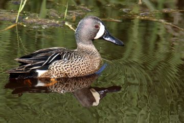 Blue-winged Teal