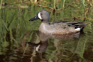 Blue-winged Teal