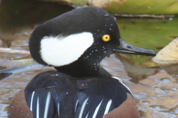 Hooded Merganser