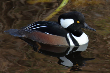 Hooded Merganser