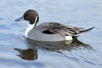 Northern Pintail