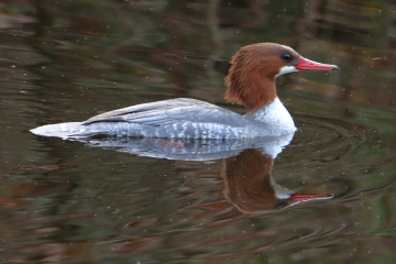 Common Merganser (Female)