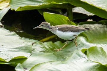 Spotted Sandpiper