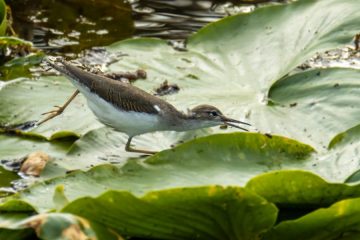Spotted Sandpiper