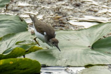 Spotted Sandpiper