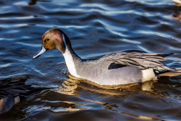 Northern Pintail