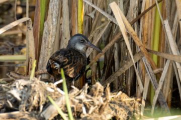 Virginia Rail