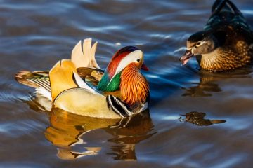 Mandarin Duck