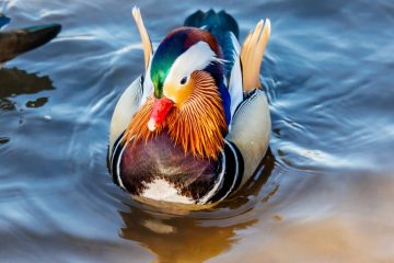 Mandarin Duck