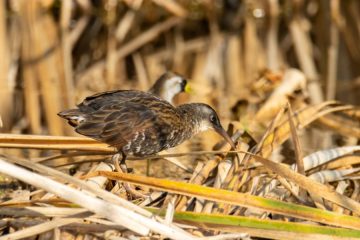 Virginia Rail