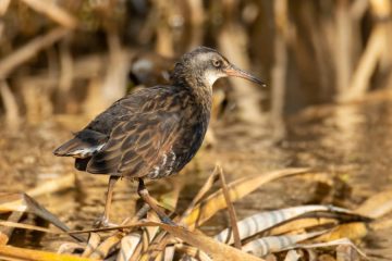 Virginia Rail
