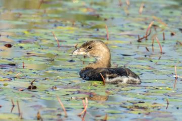 Pied-billed Grebe