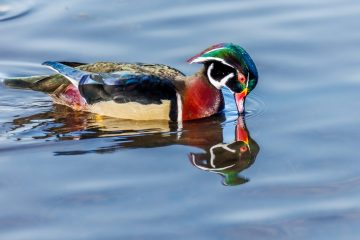 Wood Duck