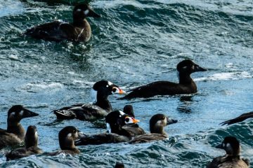 Surf Scoter