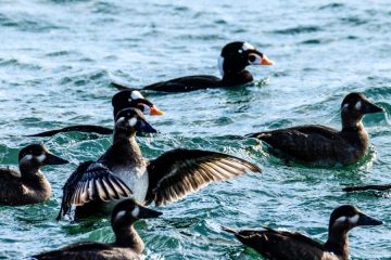 Surf Scoter