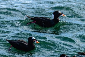 Surf Scoter