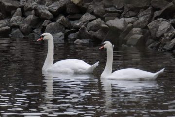 Mute Swan