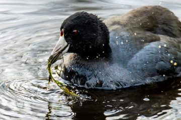American Coot