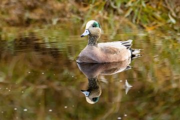 American Wigeon
