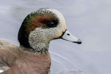 American Wigeon