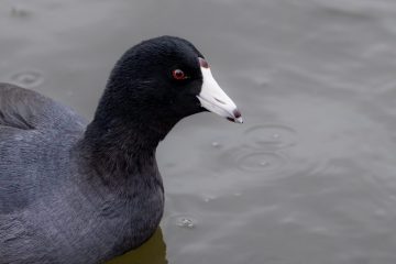 American Coot
