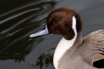 Northern Pintail