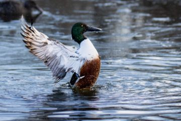 Northern Shoveler