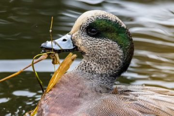 American Wigeon