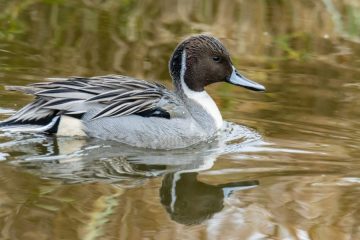 Northern Pintail