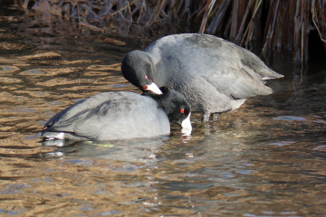 American Coot