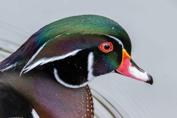 Wood Duck