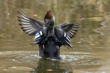 Hooded Merganser (Female)